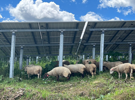 Weeding using sheep at the Pacifico Energy Furukawa Mega Solar Power Plant
